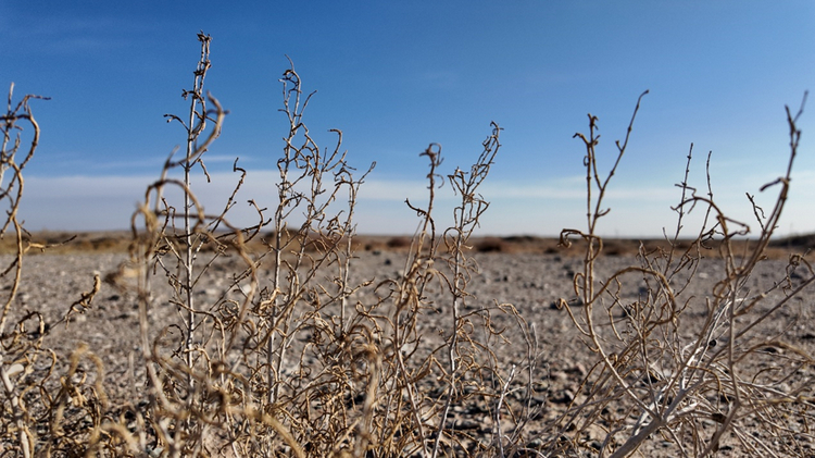 兄弟(中国)此前种植的梭梭苗正茁壮生长